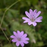 Anzer Çiçekleri - anzer endemik31