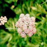 Anzer Çiçekleri - anzer8 58