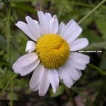 Anzer Çiçekleri - anzer8 63