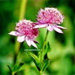 Anzer Çiçekleri - anzer8 85