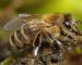Bal arısı cinsi Kafkas arısı