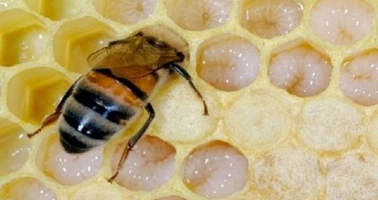 Arı sütü nasıl kullanılır