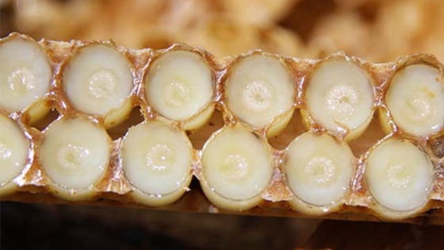 Arı sütü kullanimi